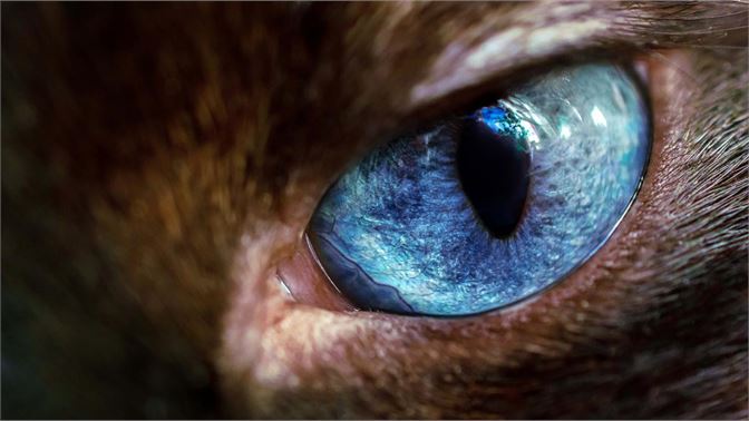 Laden Sie Das 4k Animal Birds Eyes Theme Fur Windows 10 Herunter Itigic