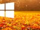 Fall Backgrounds and Themes