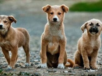 Best Animal Games