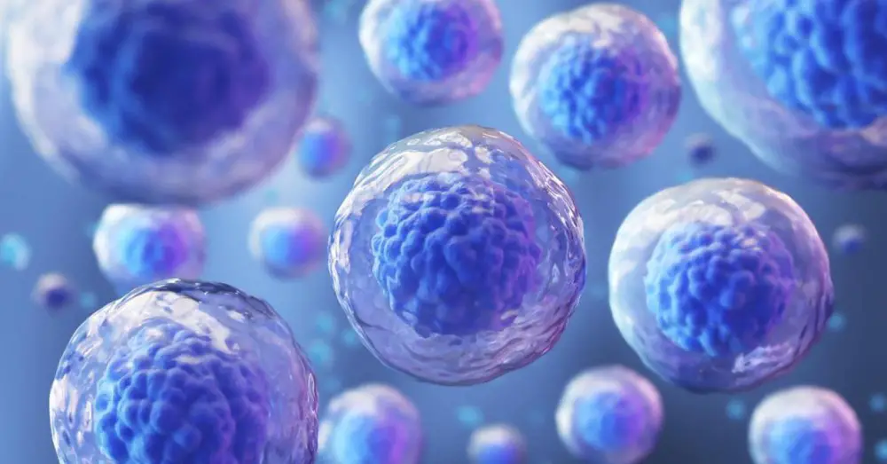 AI-system som oppdager sunne stamceller