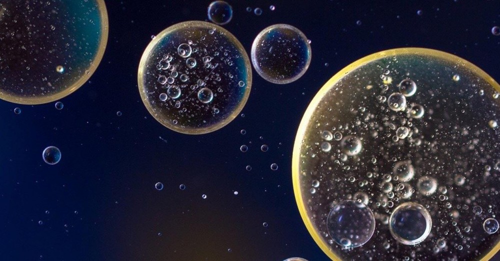 See the Electrical Activity of Cells That Are Alive
