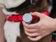 new smart GPS for pets from Vodafone