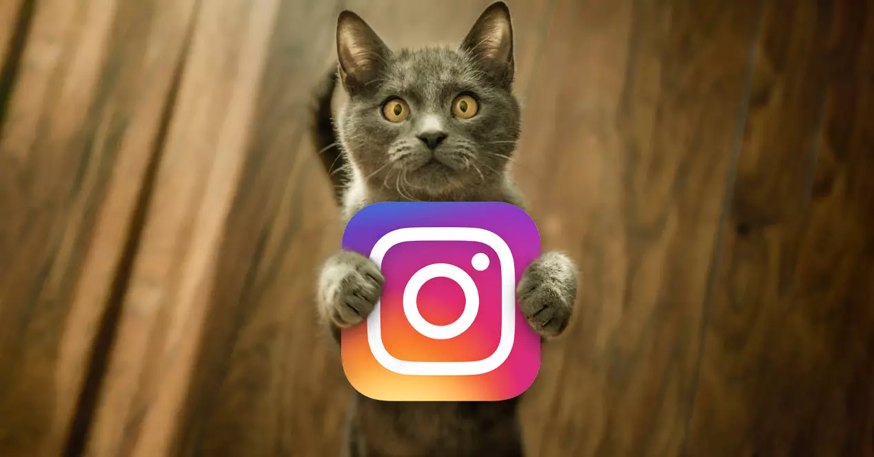 Best Cat Instagram -tilit hulluille kissaeläimille