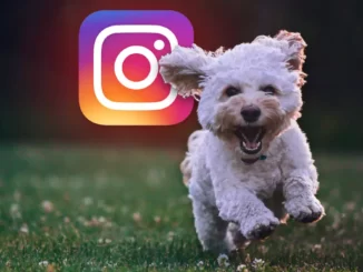 Hunde Instagram-konti