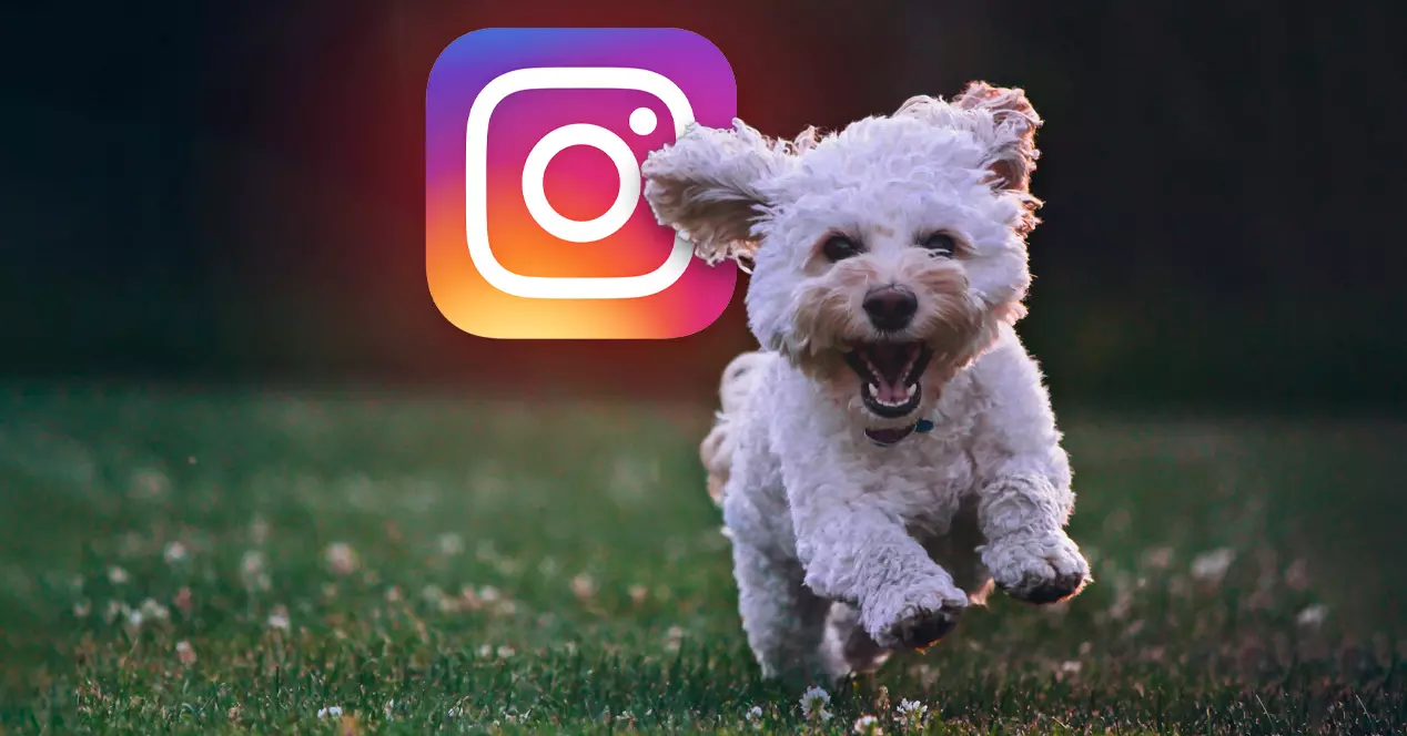 Contas de cães no Instagram