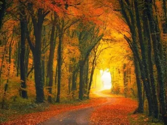 background or theme for your desktop