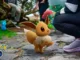 Få alle udviklingen af ​​Eevee i Pokémon GO