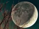 Why the Moon always shows us the same face
