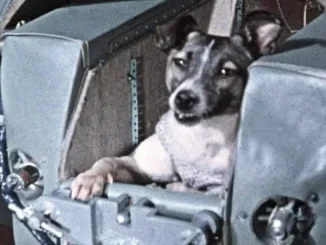 Laika, Félicette… and other animals that have traveled to space