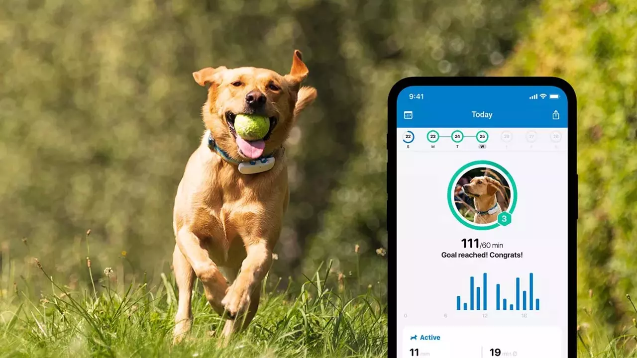 cum să alegi un tracker GPS pentru animale de companie