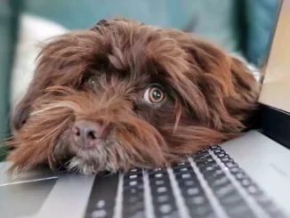 How often do you have to clean the PC of hair