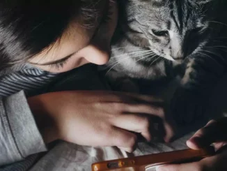Games for cats on your mobile with these 5 apps