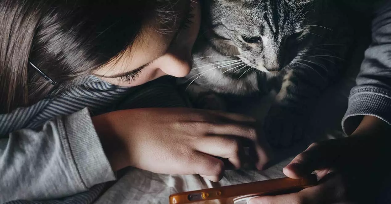 Games for cats on your mobile with these 5 apps