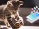 The best cat games on mobile