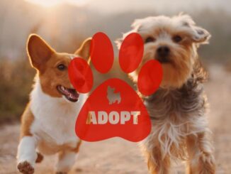 Best free apps to adopt a dog