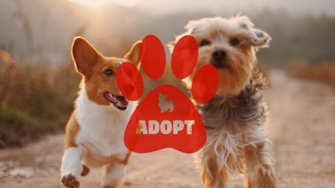 Beste gratis apps om een ​​hond te adopteren