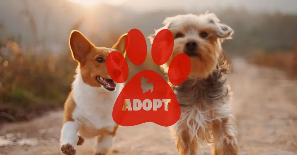 Les meilleures applications gratuites pour adopter un chien