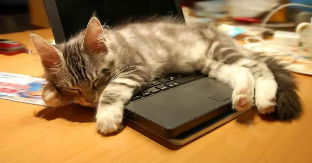 evitar que seu gato suba no teclado do laptop