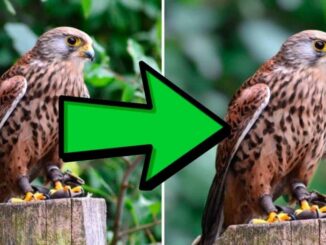 The best apps to blur the background of your photos