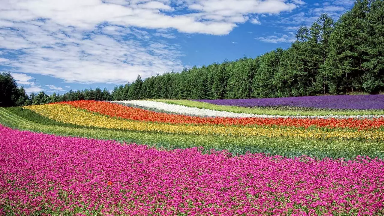 Colore della foto