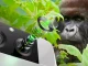 Gorilla-Glas-Kamera