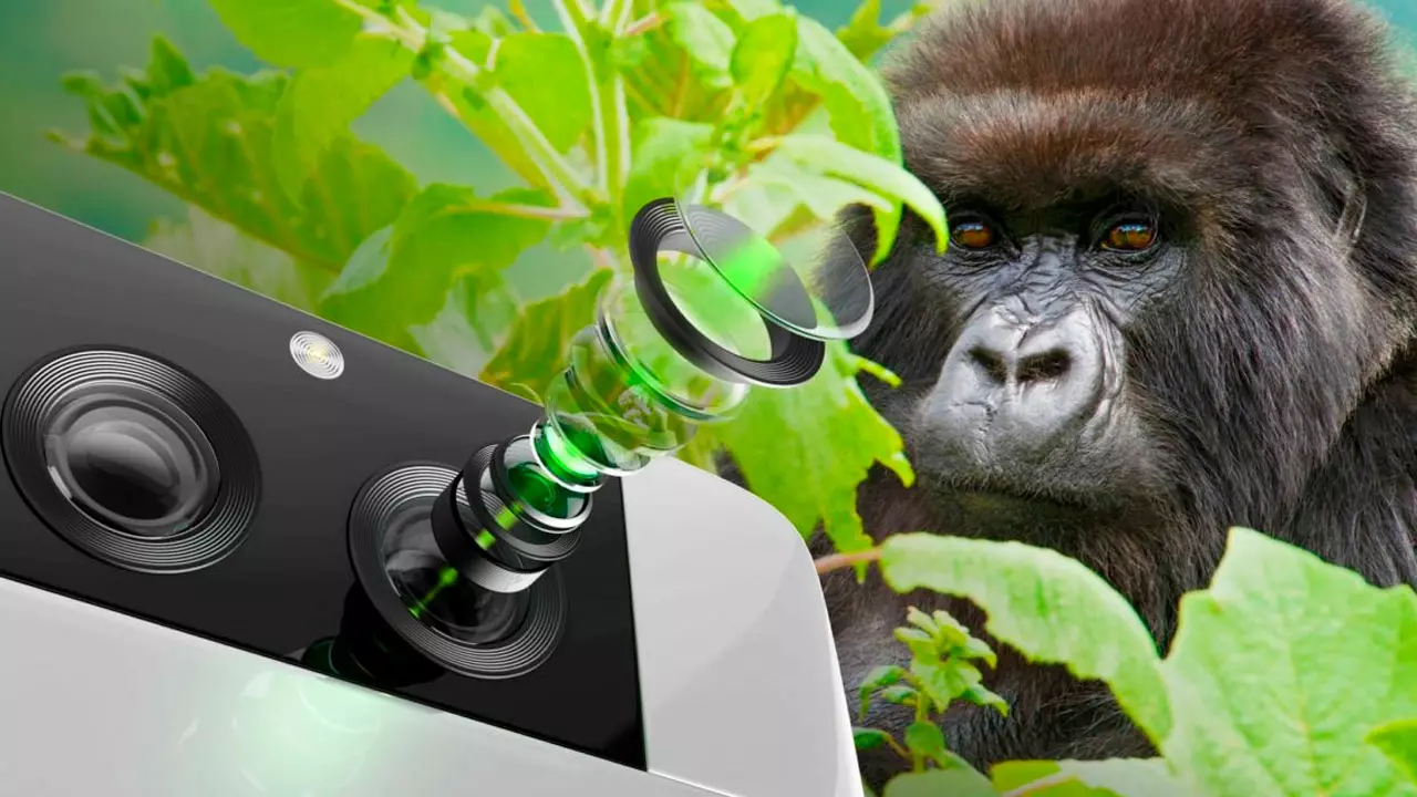 appareil photo en verre gorille